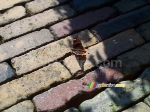 [The Netherlands] Butterfly (477x)