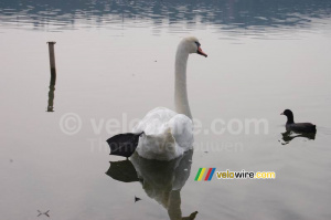 A swan in the Lake of Varese (658x)