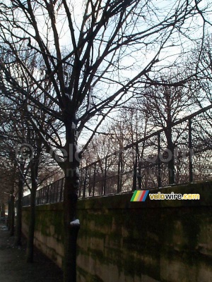 Un arbre aux Jardins de Tuileries (185x)