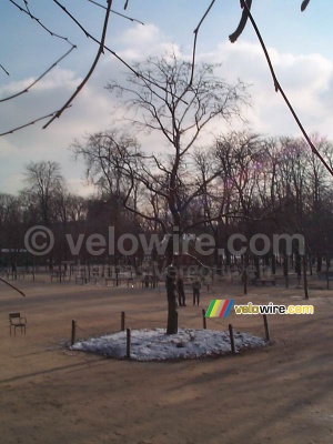 Un arbre aux Jardins de Tuileries (219x)