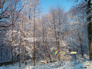 La forêt de Meudon (190x)