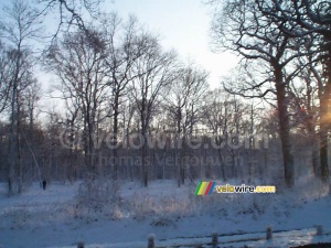 La forêt de Meudon (343x)