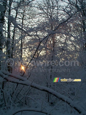 La forêt de Meudon (382x)