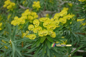 Flowers in a tree (710x)