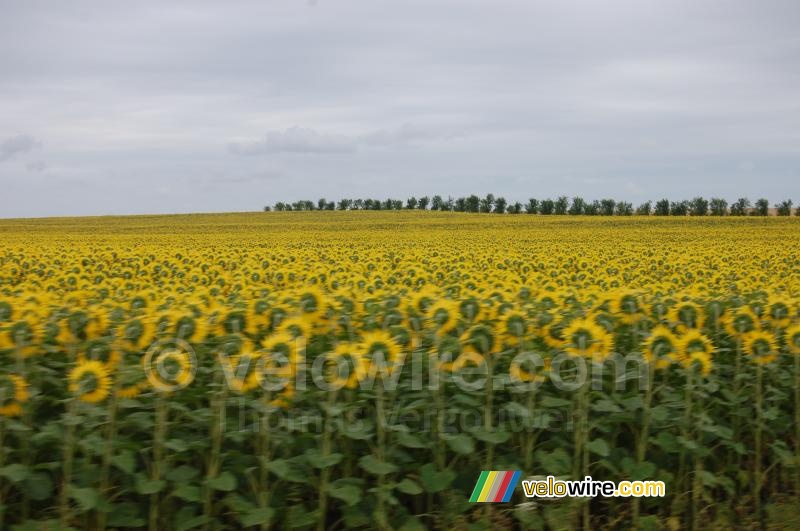 Een zonnebloemveld