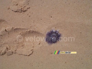 [Lacanau] Une petite méduse (543x)