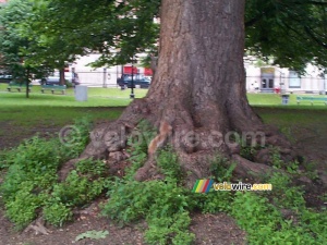 [Boston] - Des écureils dans les arbres (366x)