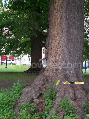 [Boston] - Des écureils dans l'arbre (409x)