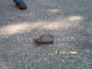 [Boston] - A turtle in Concord (202x)